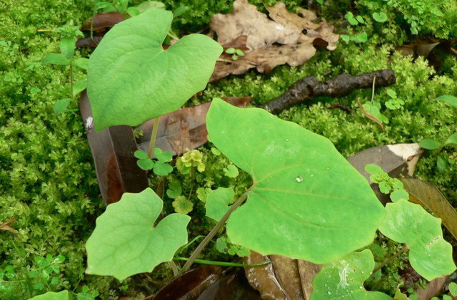 血水草图片和介绍