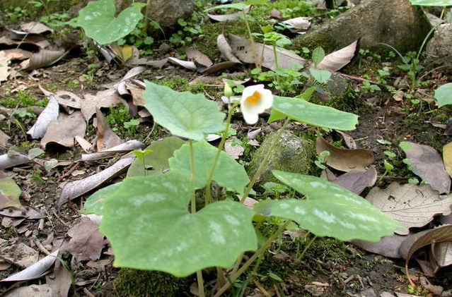 血水草图片和介绍