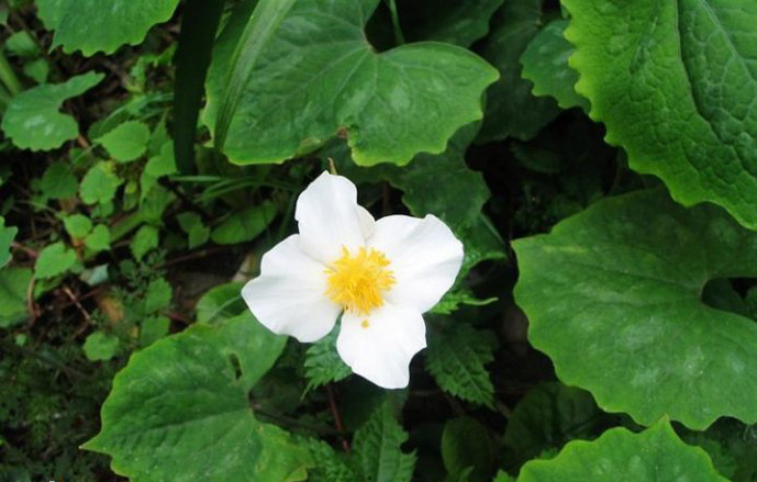 血水草图片和介绍