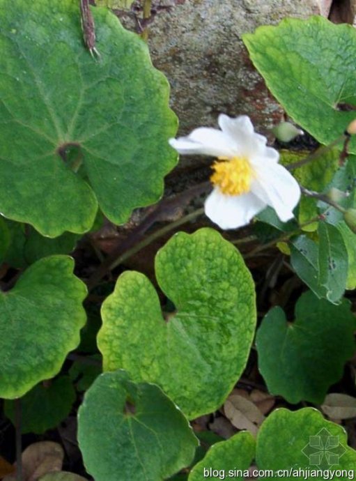 血水草图片和介绍