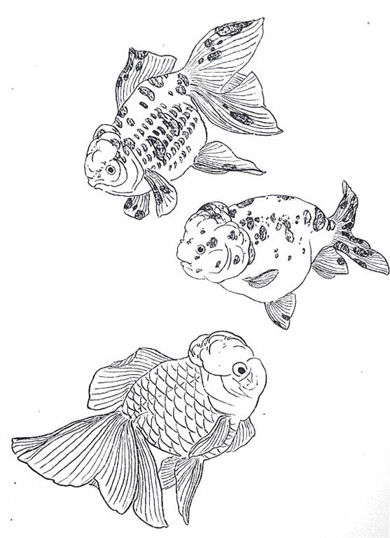 名家白描花鸟之金鱼篇
