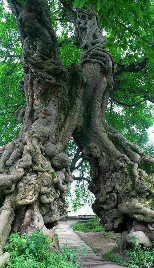 天下第一奇经《赌经》原文及译文