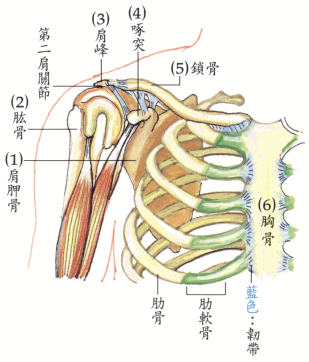 【颈部在地支撑的动作】:不要用颈椎去支撑身体的重量,要利用肩膀,头