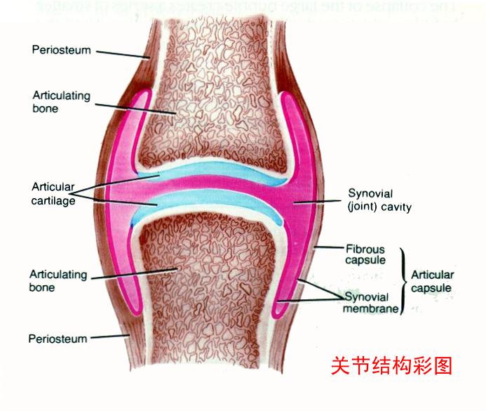 九大關節基本構造