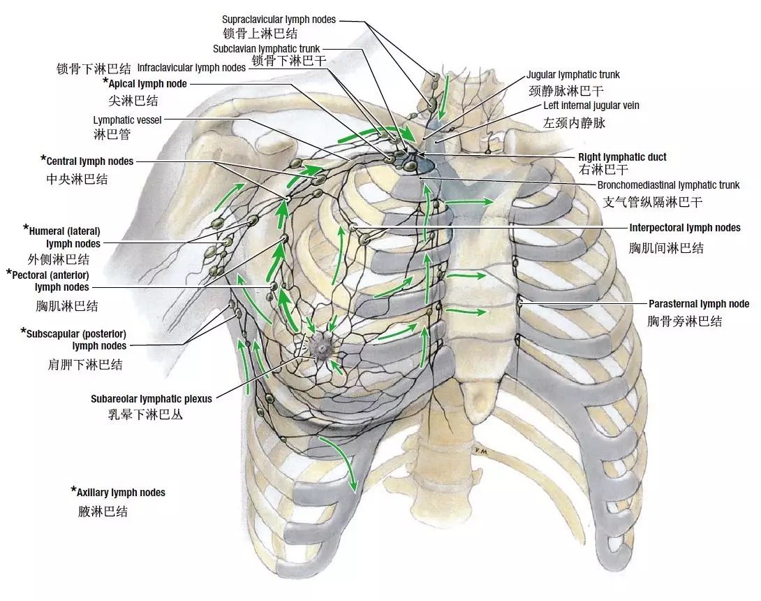 乳腺的临床外科解剖区域淋巴结腋窝淋巴结解剖和临床分法和肌间淋巴结