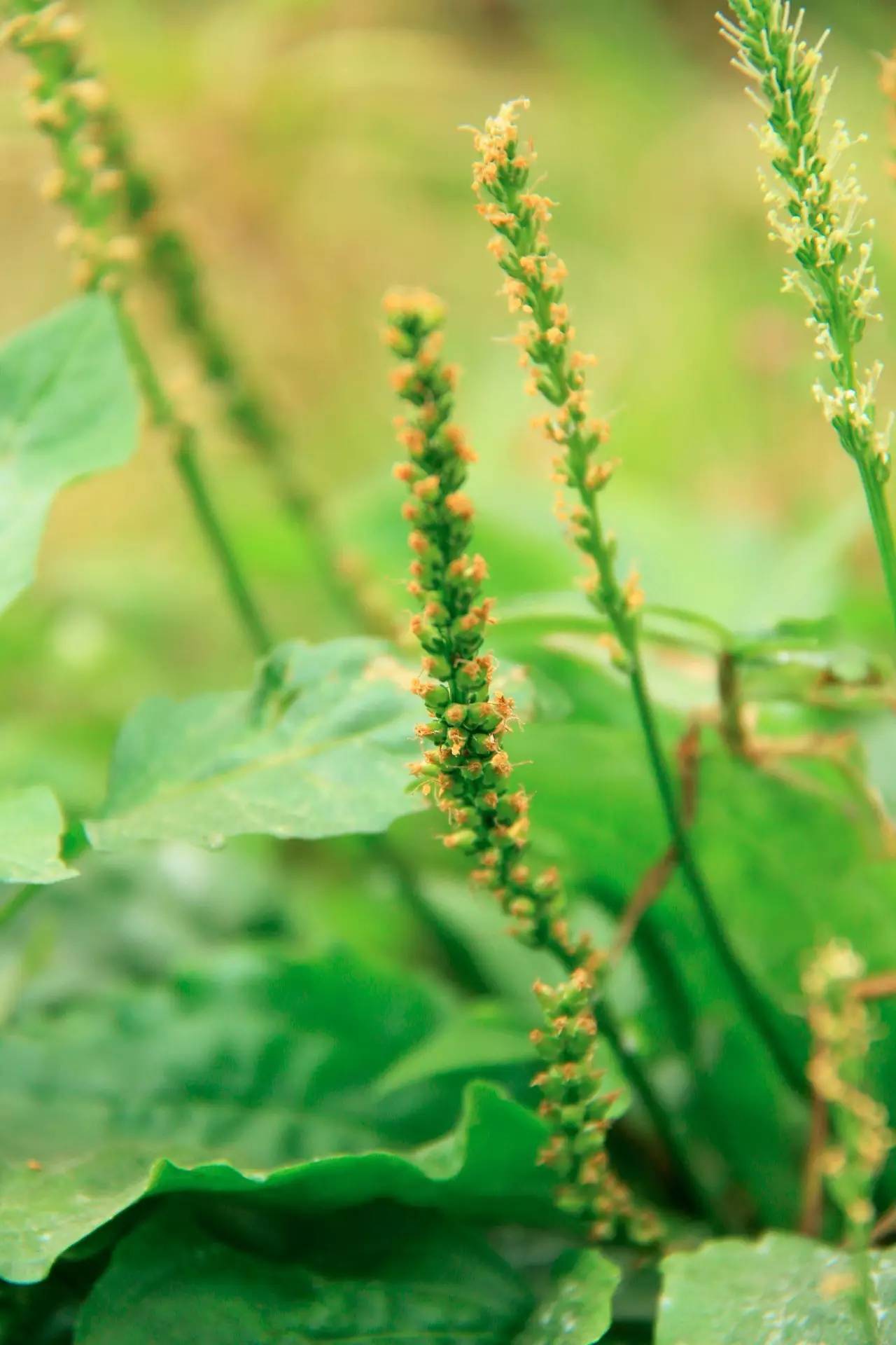 每日一学草药6车前草