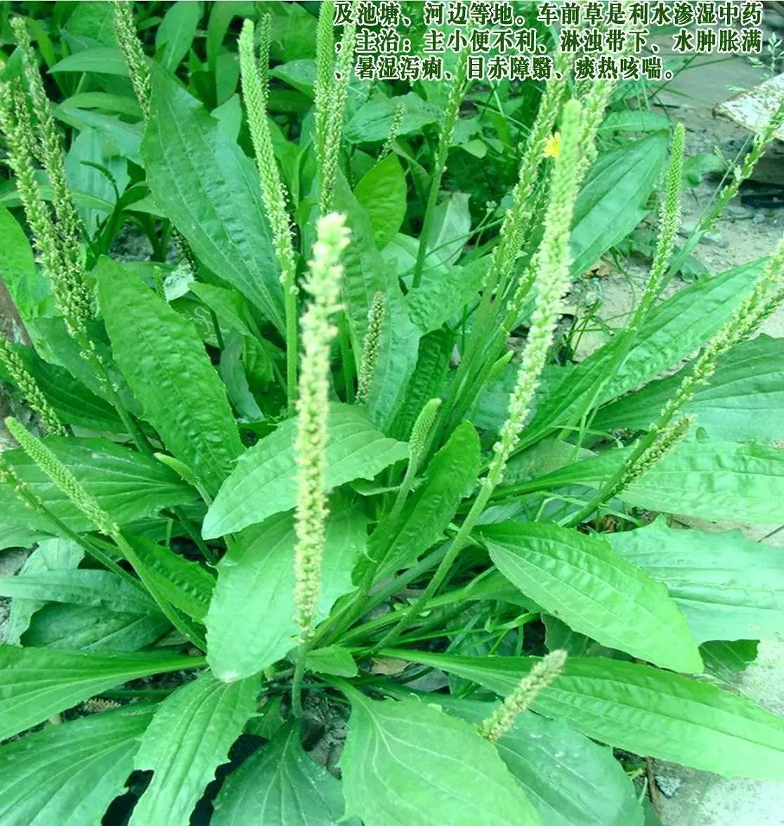 每日一学草药6车前草