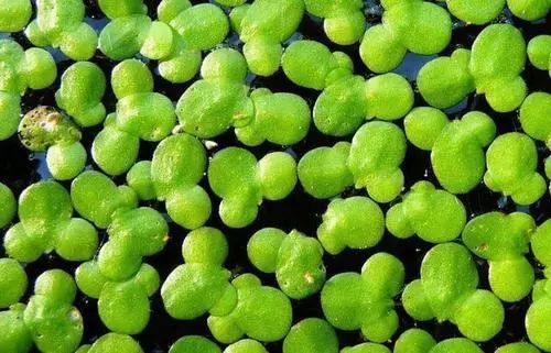 神奇的中草药:浮萍 - 好网角收藏夹