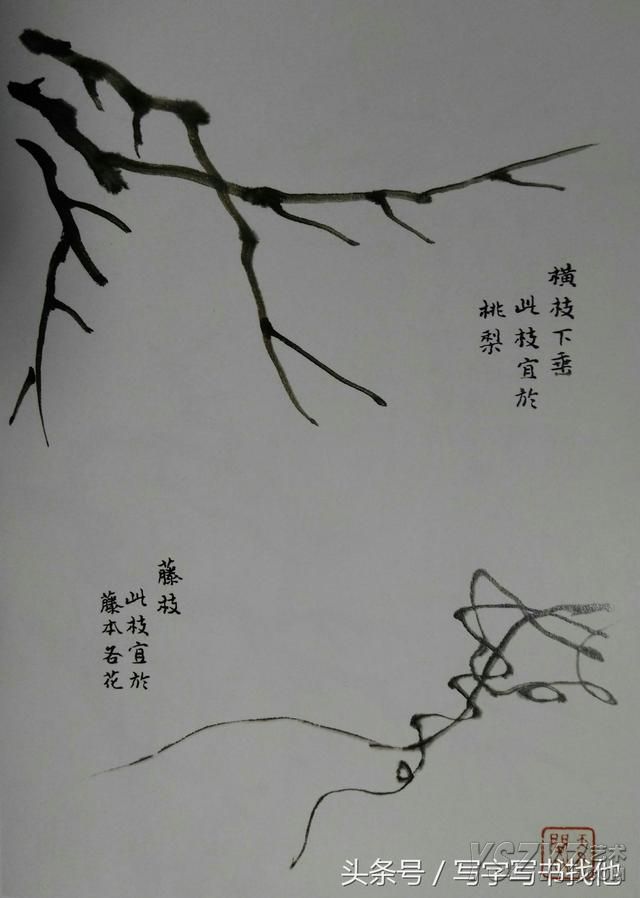 花鸟画植物枝干的画法