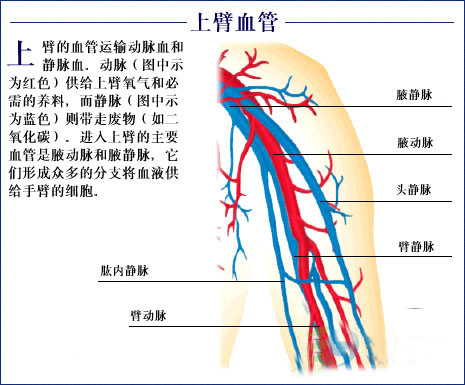 体血管分布图人体静脉血管分布图人体全身血管分布图