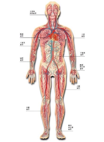 体血管分布图人体静脉血管分布图人体全身血管分布图