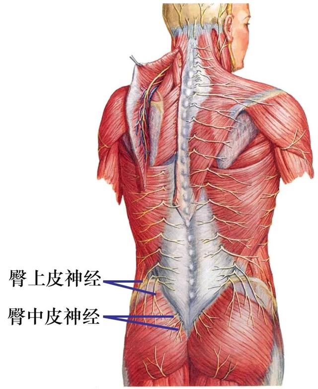 脊神经分支及其支配区