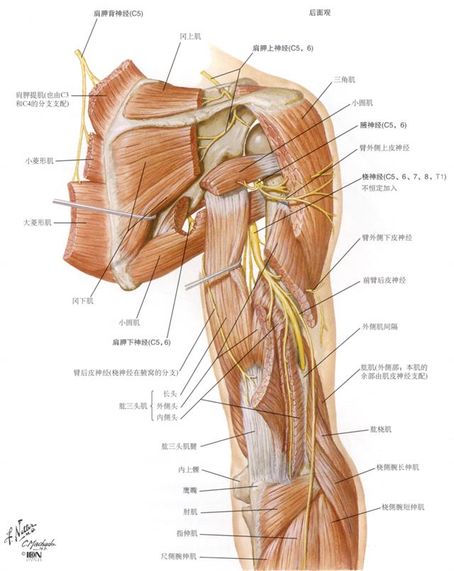背部神经分布解剖图图片