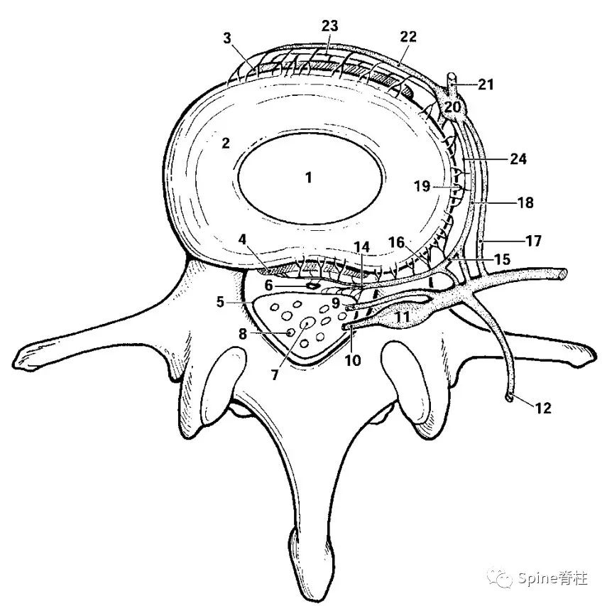 脊神经分支及其支配区最全整理