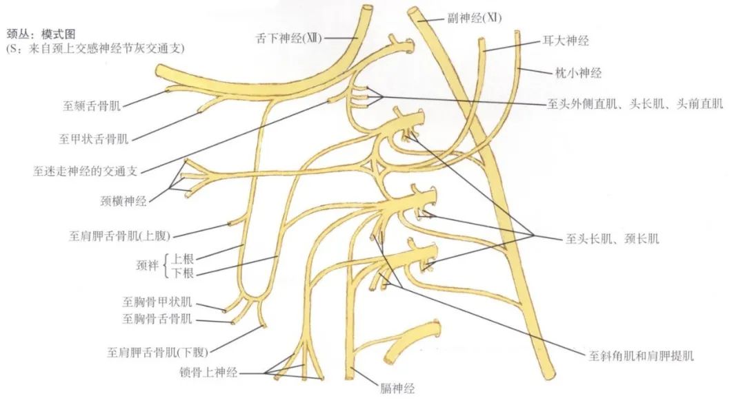 颈丛模式图颈丛示意图膈神经2.