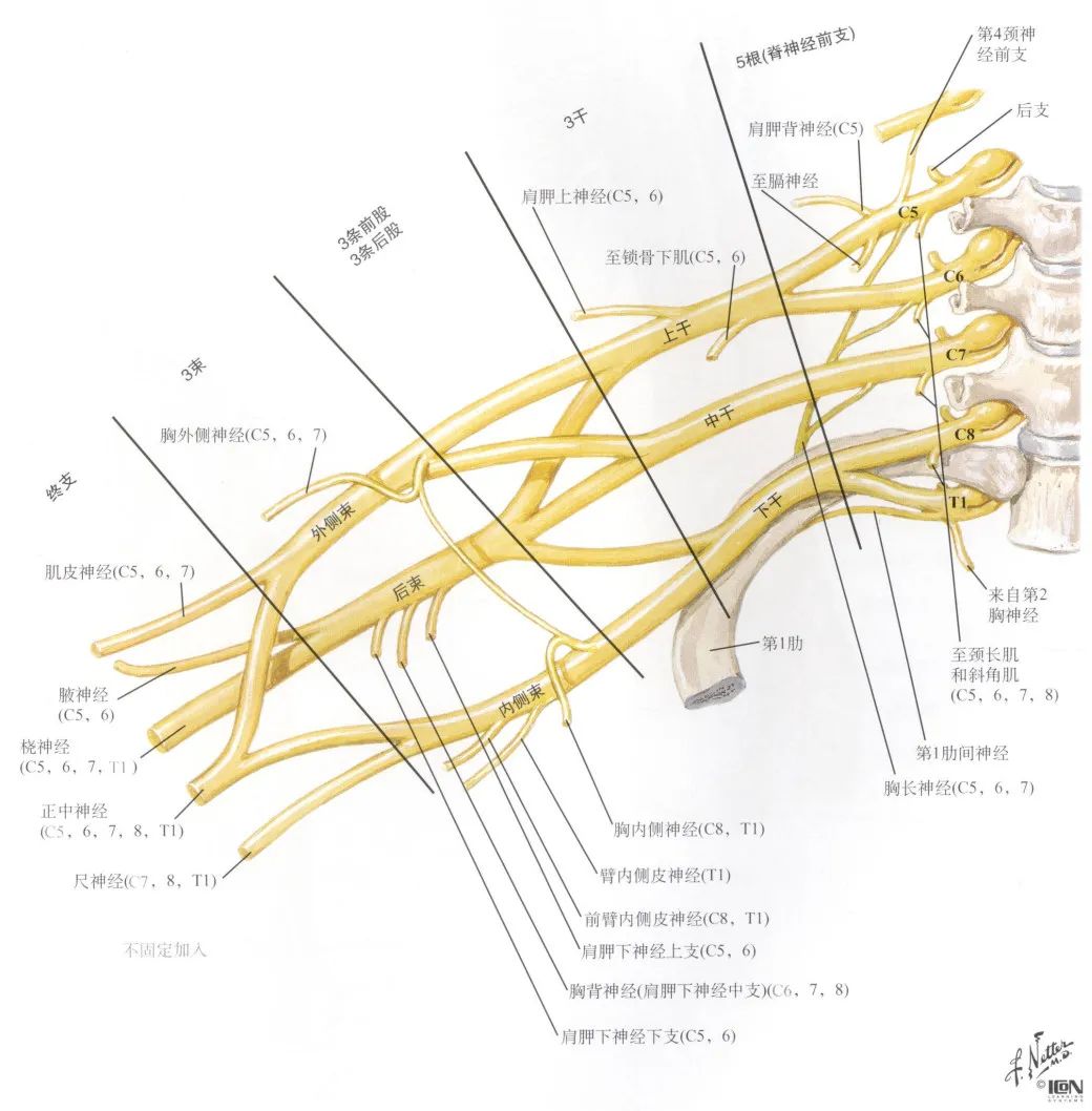 胸神經的前支典型的胸神經4. 腰叢腰叢由t12前支一部分,l1-3前支和