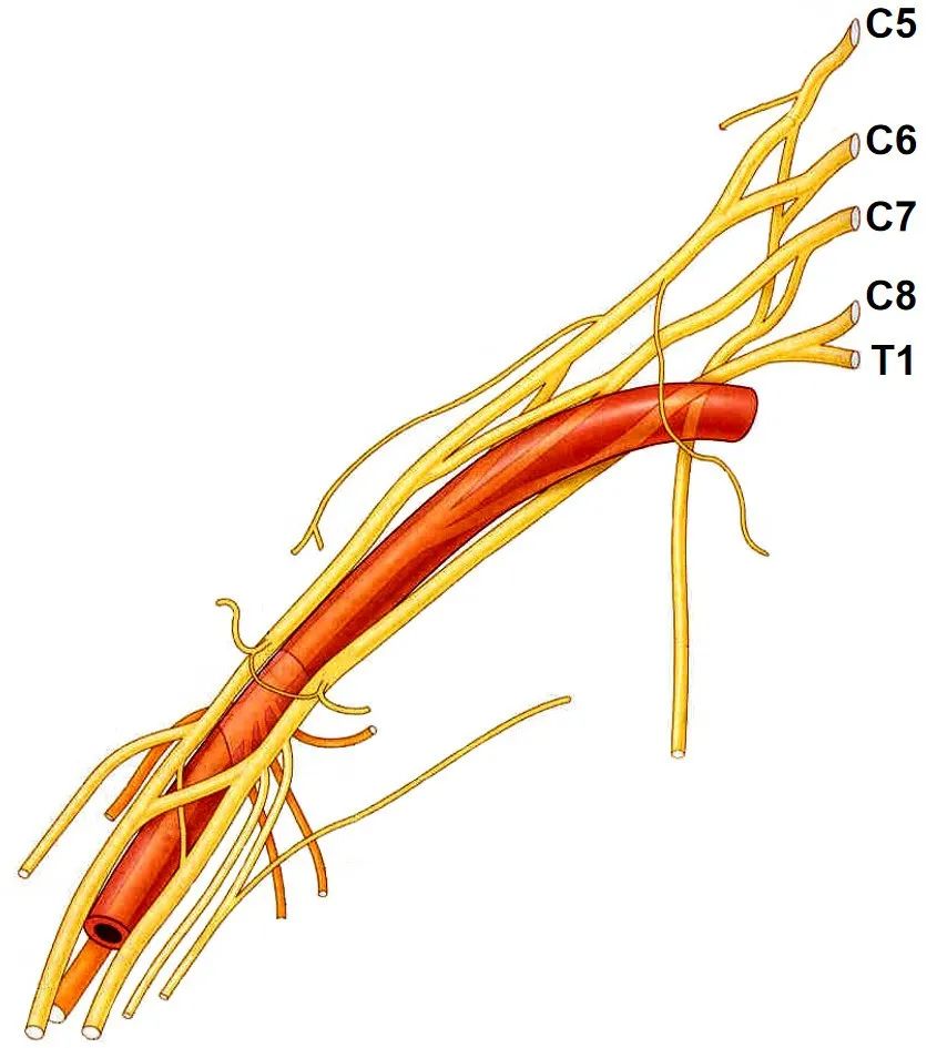 脊神经分支及其支配区最全整理