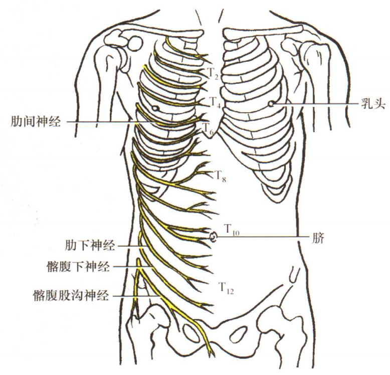 神经(t12,l1:支配腹壁诸肌,皮支分布于臀外侧区,腹股沟区及下腹部的