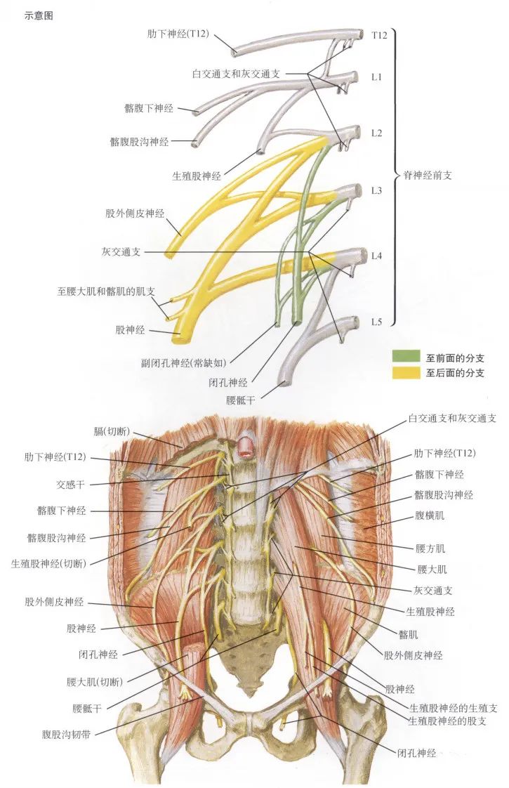 腰叢股神經和股外側皮神經閉孔神經右下肢皮神經及其分佈區和起源節段