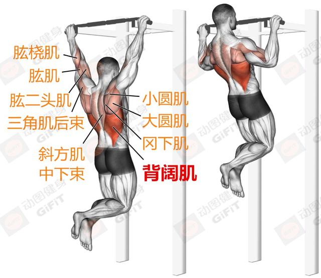 健身新手应该天天练还是隔天练