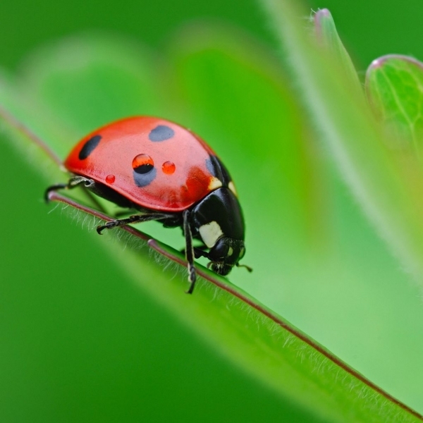 唯美七星瓢虫高清特写