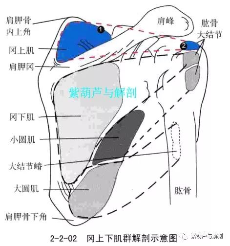 ①冈上窝压痛点  此处的痛点多在肩胛切迹两侧的骨突上,可定1~3点.