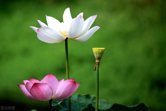 适合发朋友圈的唯美句子有哪些悟空问答