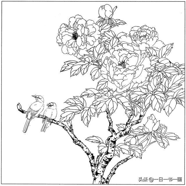 工笔画花卉白描稿:牡丹篇 之二