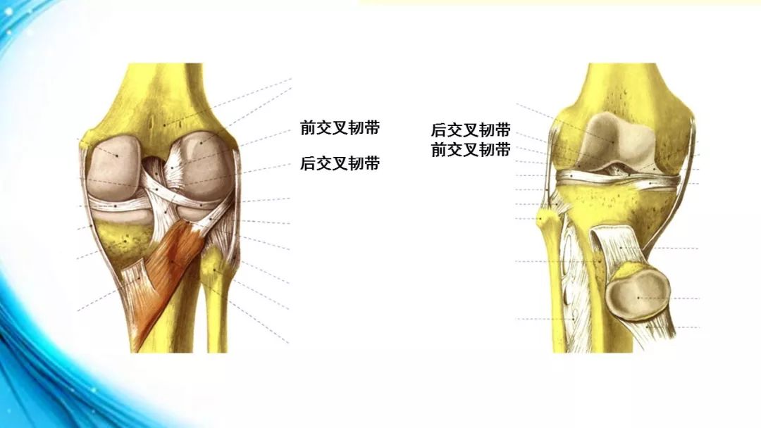 膝關節解剖