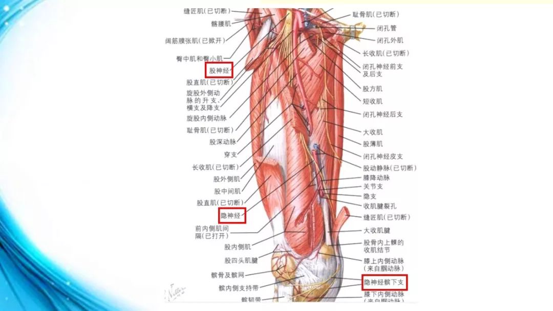 膝状神经节解剖图图片