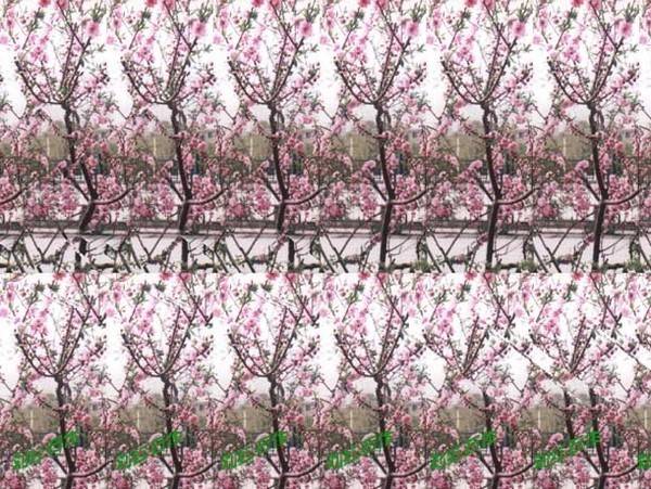 一朵花(刘红石作品)