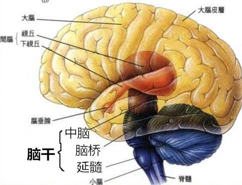 后脑结构图片