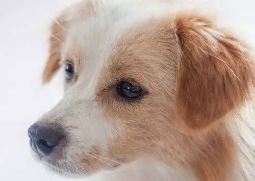 为未消化的食物和黏液,严重时为胆汁和血液,腹痛,不安,伴有呻吟或嚎叫