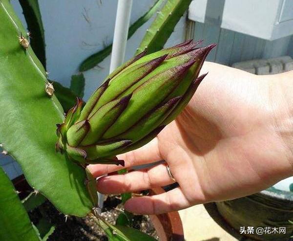 4.花期授粉盆栽火龙果要想提高结果量,可以人工授粉,这样结果更多.