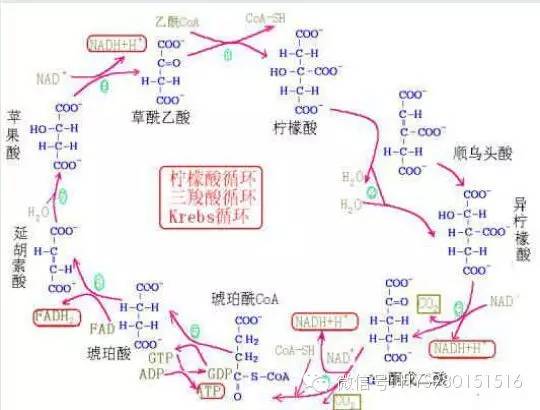 制备乙酸乙酯的装置_制备装置乙酸乙酯的方法_制备乙酸乙酯实验装置