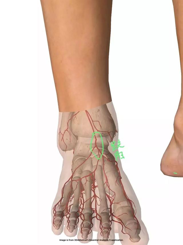 初学把脉张仲景把脉的四个部位寸口人迎趺阳太溪