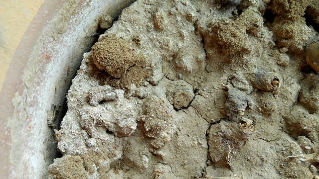 1,用含有碱性物质的水浇花会产生哪些影响其实并不是所有花都不能用