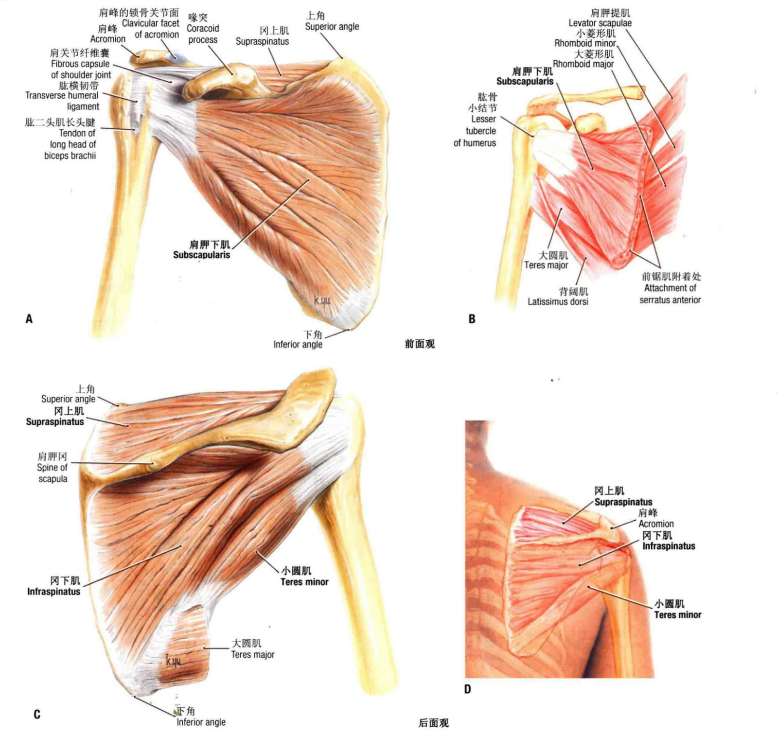 肩部运动解剖及肩关节肌肉功能