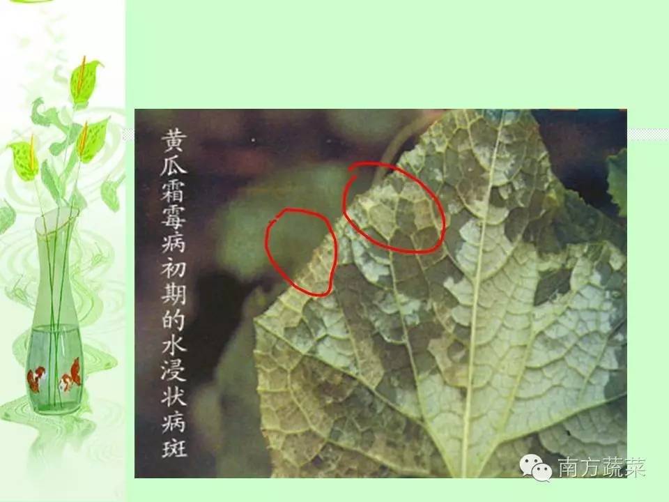 葫芦科蔬菜种类:黄瓜,西瓜,甜瓜,南瓜,西葫芦,丝瓜,苦瓜,节瓜,越瓜等