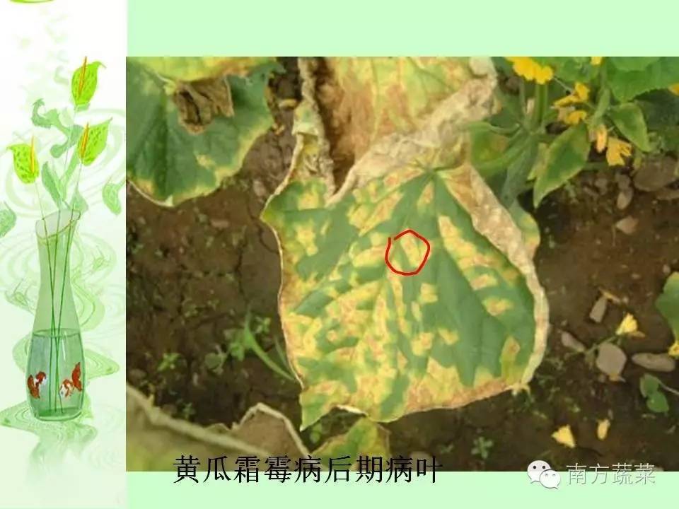 【作物病害】瓜类常见病虫害识别与防治最新精编