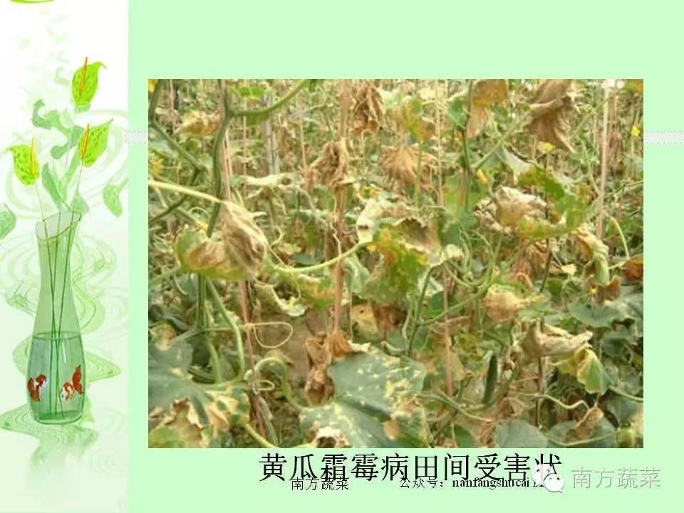 葫芦科蔬菜种类:黄瓜,西瓜,甜瓜,南瓜,西葫芦,丝瓜,苦瓜,节瓜,越瓜等