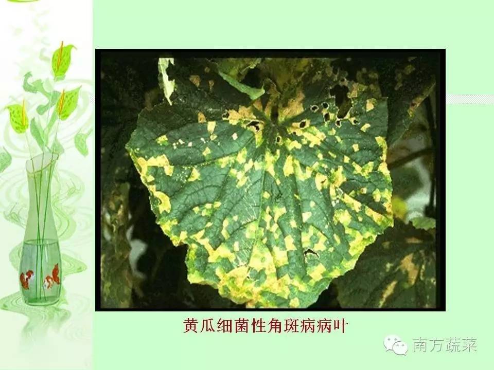 【作物病害】瓜类常见病虫害识别与防治最新精编