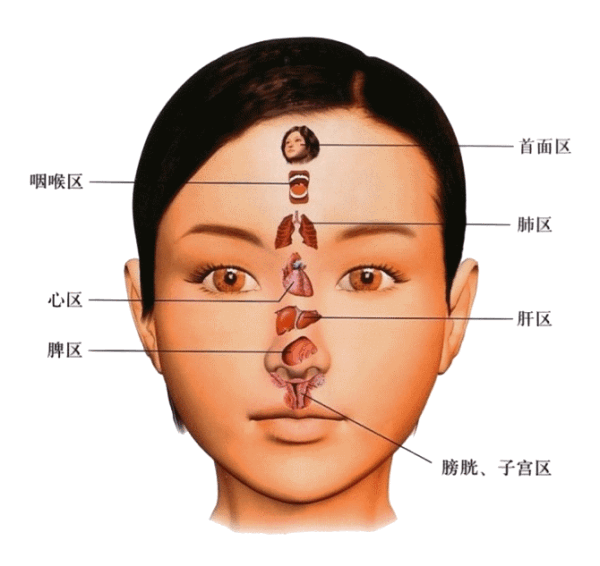中医脸部五脏图图片