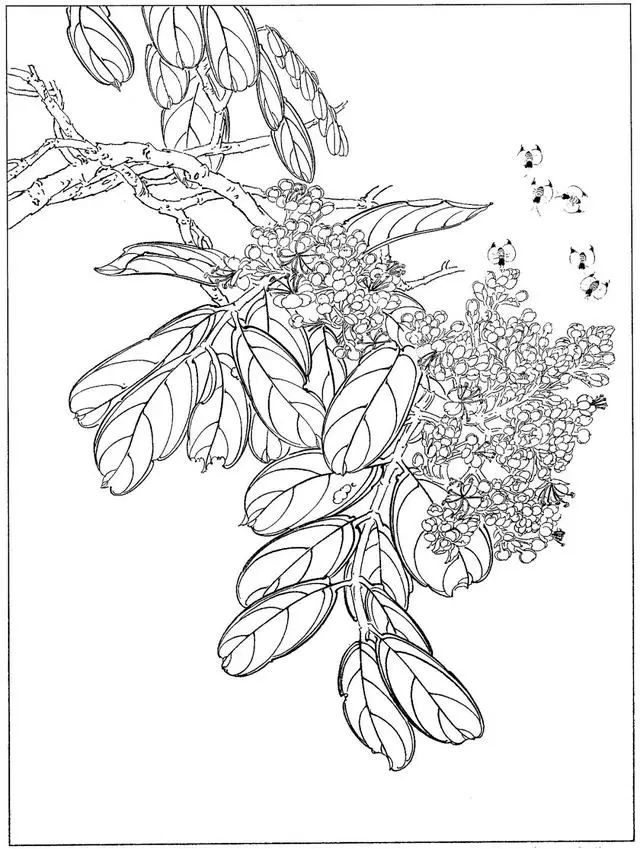 花鸟工笔白描图谱39张难得的好资料