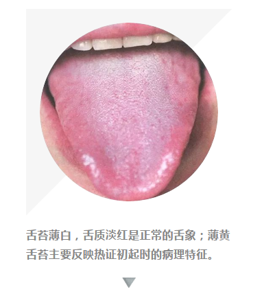 舌苔薄白,舌质淡红是正常的舌象;薄黄舌苔主要反映热证初起时的病理