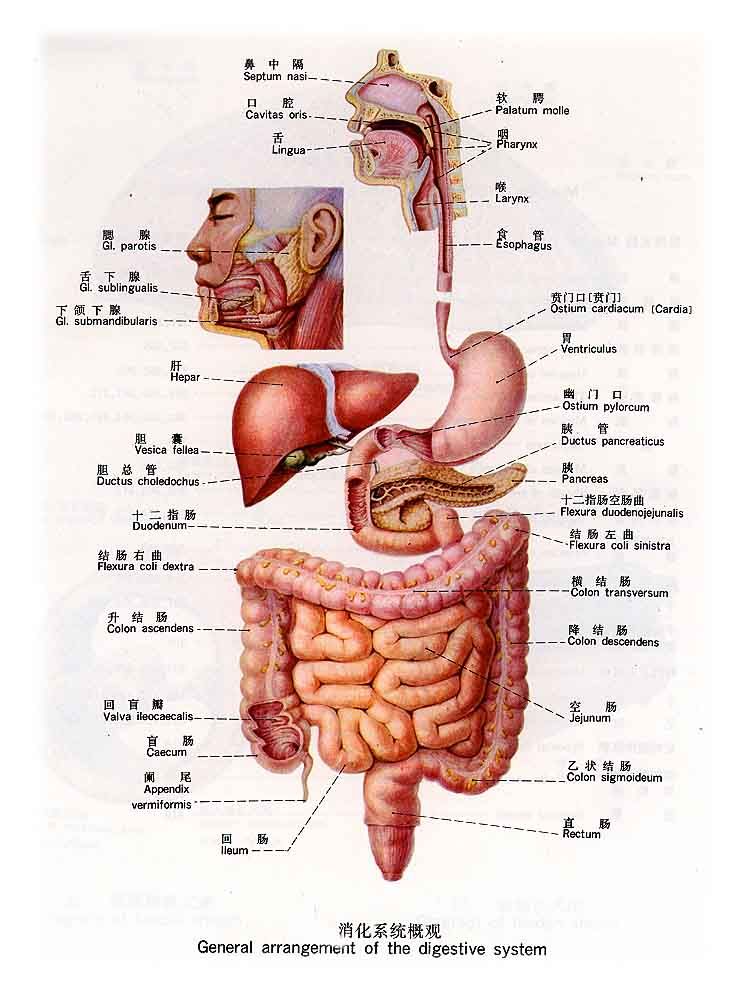人体及各系统器官解剖示意图珍藏版