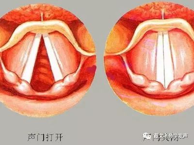 声带的构造和工作原理学习科学发声必看