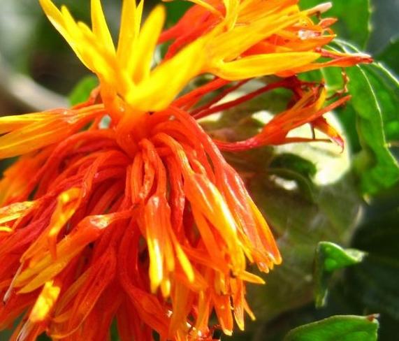 埃及艳后靠它征服世界艾草:天然养生"舒肤佳"雪莲花:冰山来客