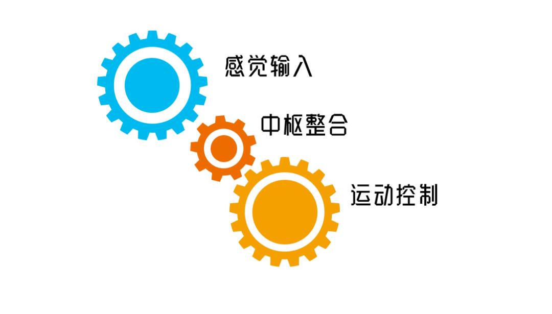 人体平衡的维持由感觉输入,中枢整合,运动控制三个环节构成.