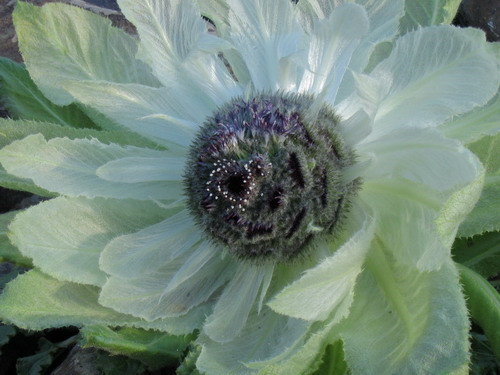 9,甘肃省发菜,薇菜,蕨菜,康县木耳,兰州百合,黄花菜,甘谷辣椒,兰州香